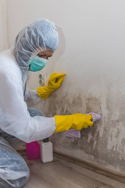  Scotia, NY Mold Removal Pros