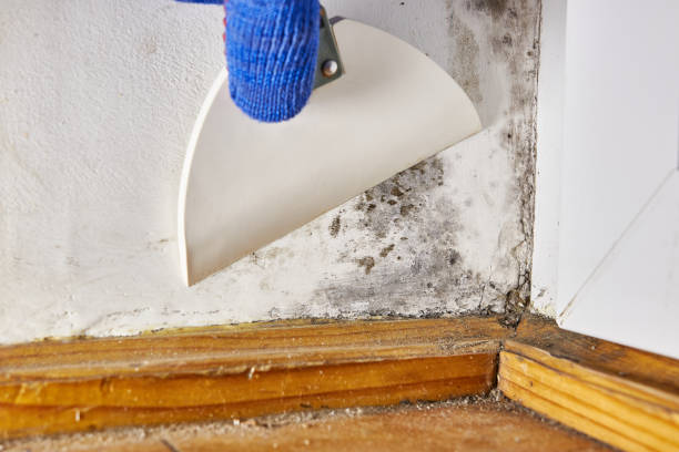 Best Black Mold Removal  in Scotia, NY